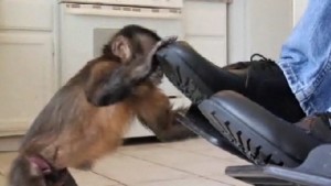 Monkey Helpers