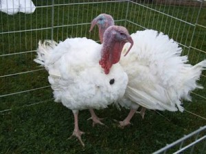 Pardoned Turkeys