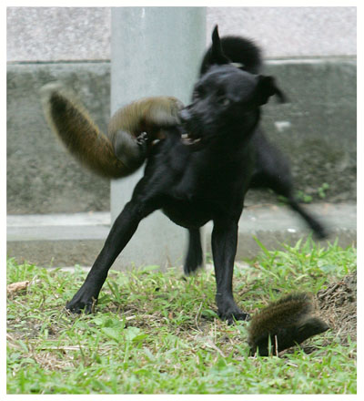 Squirrel attacks dog