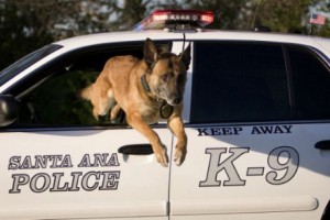 SAPD crime fighter Chris the police dog