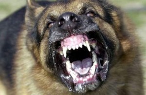 Police attack dog