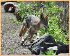 Orange County Coyotes