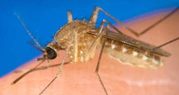 West Nile Virus