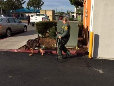 Orange County Sheriff's Department K9 Reese helps investigate shooting death in the 500 block of South Sullivan