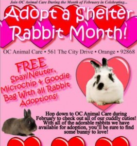 Adopt a shelter rabbit month