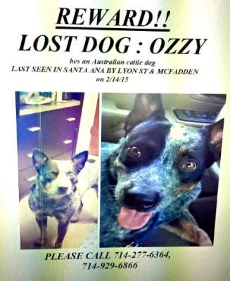 Lost dog in Santa Ana