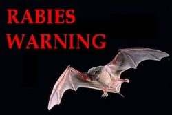 Rabid bat found in Fountain Valley – New Santa Ana