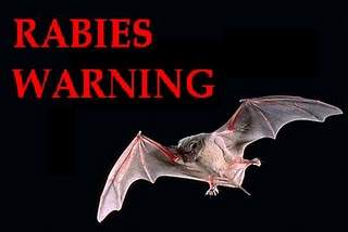 Orange County Rabid Bat Alert