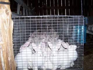 rabbits in croweded cages found in santa ana