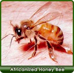Africanized honey Bee