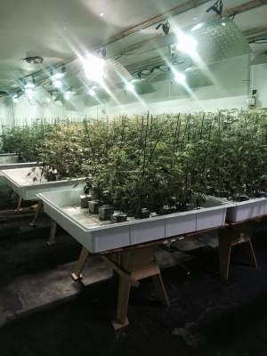 Santa Ana marijuana grow