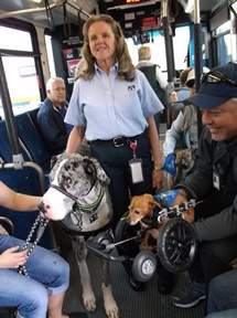 Dog training on the OCTA buses