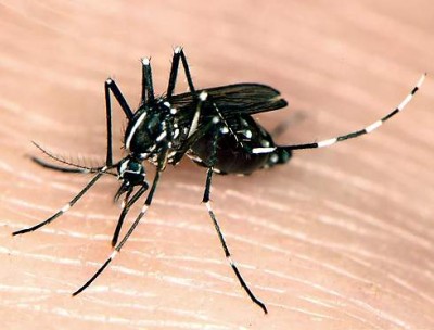 Asian Tiger Mosquito