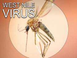 Santa Ana West Nile Virus (250x188)