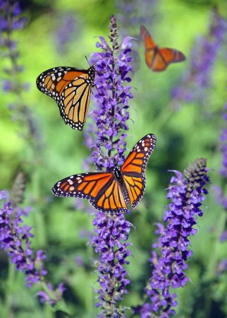 macro photography of butterflies perched on lavender flower