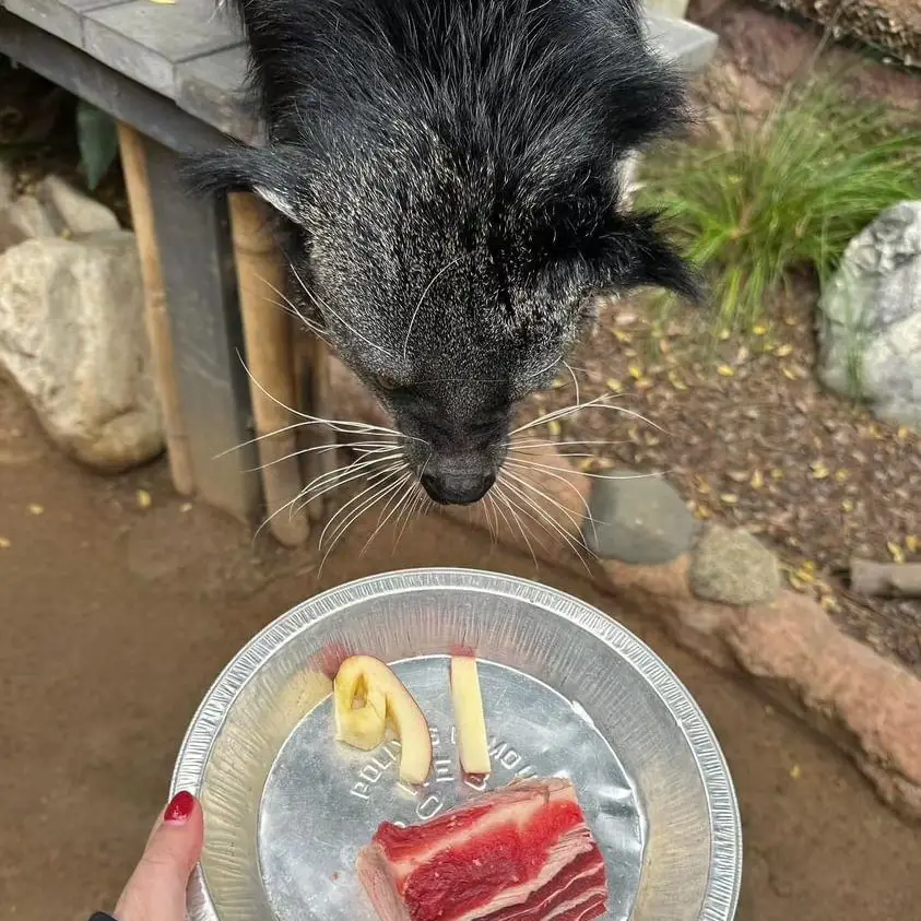 Santa Ana residents may visit the Santa Ana Zoo for free this Sunday
