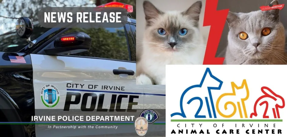 Over 50 cats and kittens seized from a breeder in Irvine