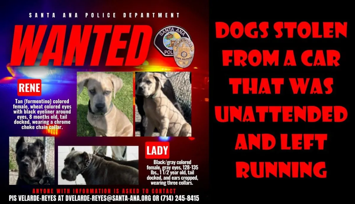 Dogs stolen from a car that was left running and unattended in Santa Ana