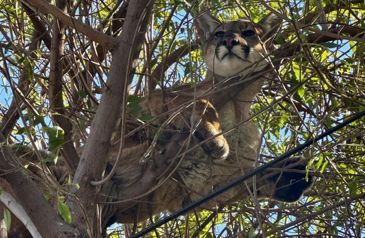 Mountain Lion in Tustin