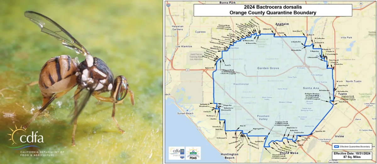 Oriental Fruit Fly quarantine in effect in Orange County