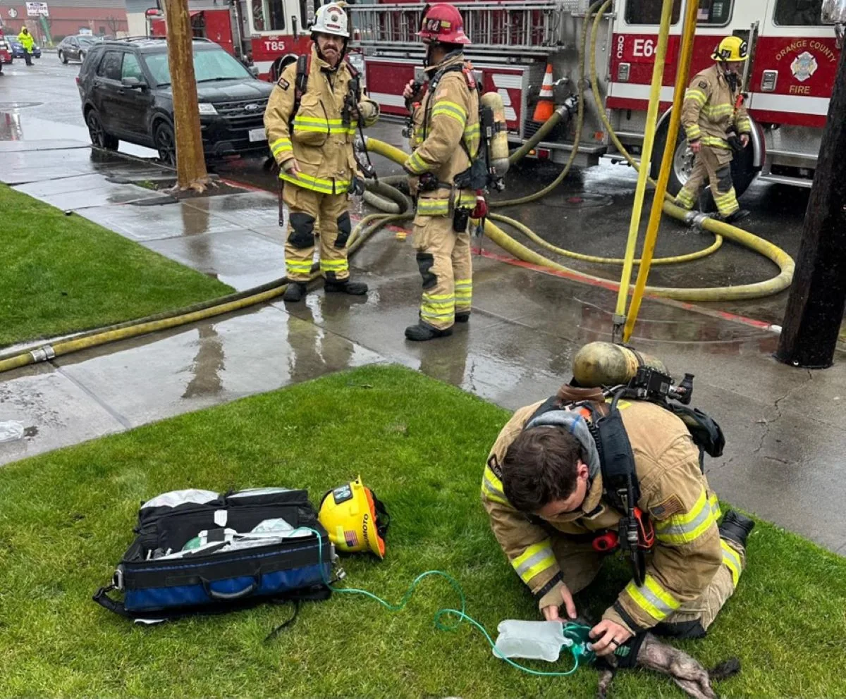 Firefighters rescue a cat and dog, but one cat perished in an Westminster apartment fire