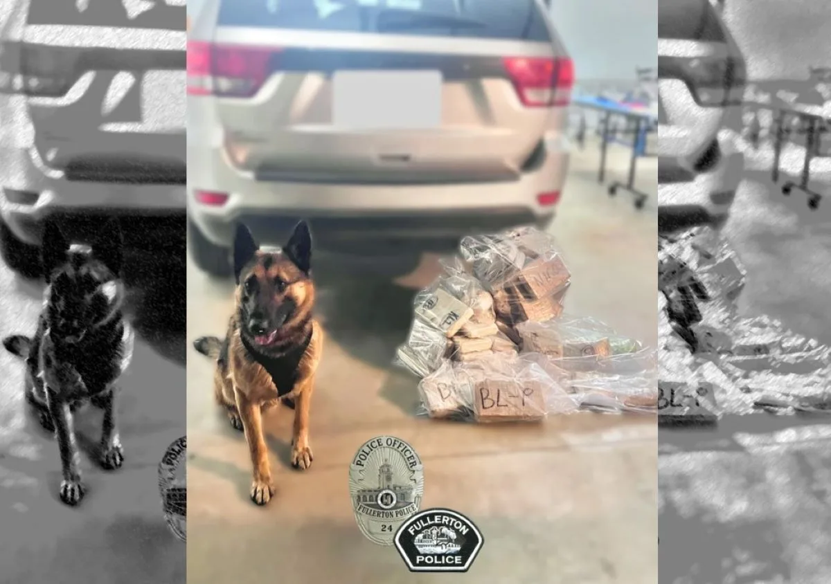 K9 officer detects over 45 Kilos of narcotics at a north OC traffic stop leading to multiple arrests