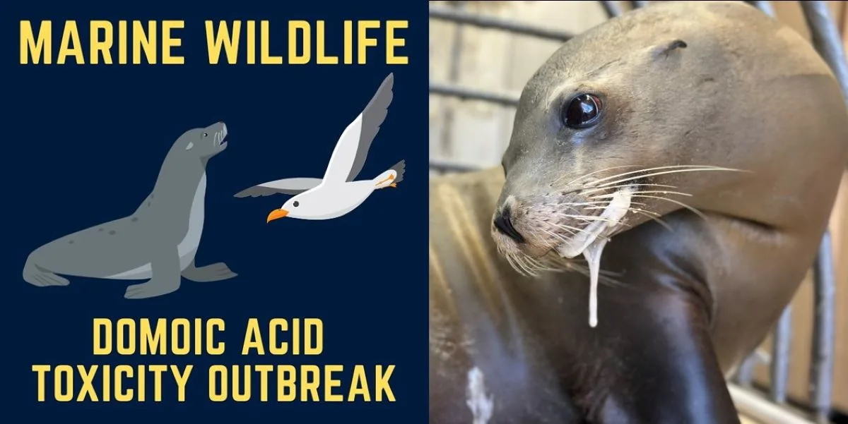 Toxic algae bloom causing OC marine life to beach themselves