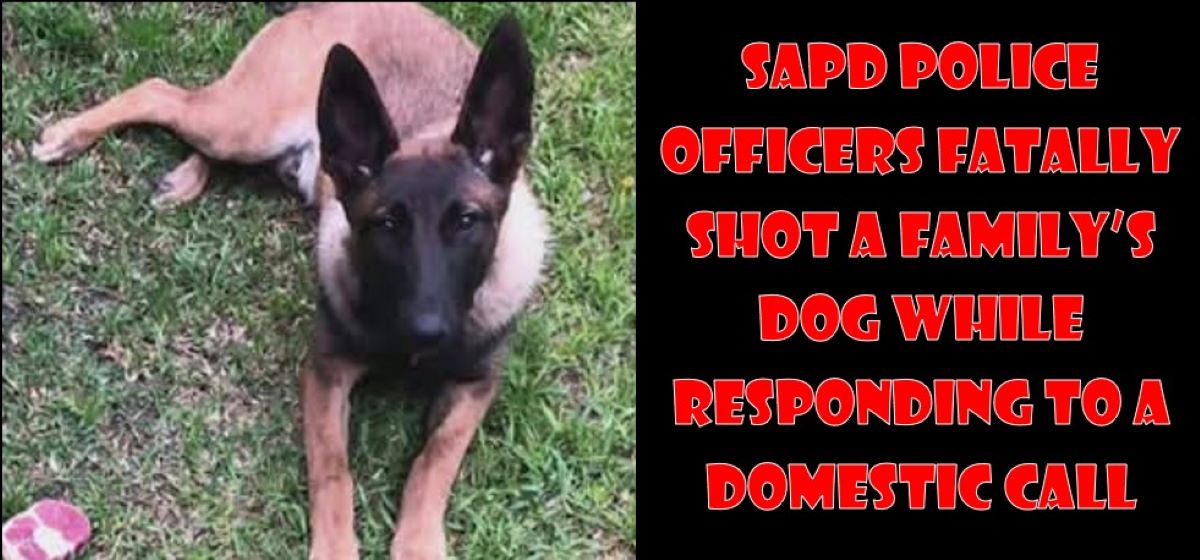 SAPD police officers fatally shot a family’s dog while responding to a ...