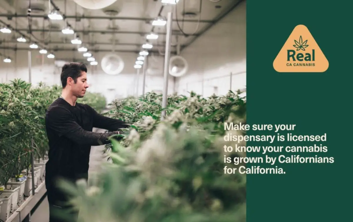 Over 400 lbs. of marijuana were seized from three illegal dispensaries in north Orange County